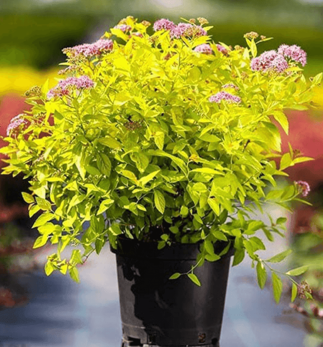 Спірея Голден прінцес С2