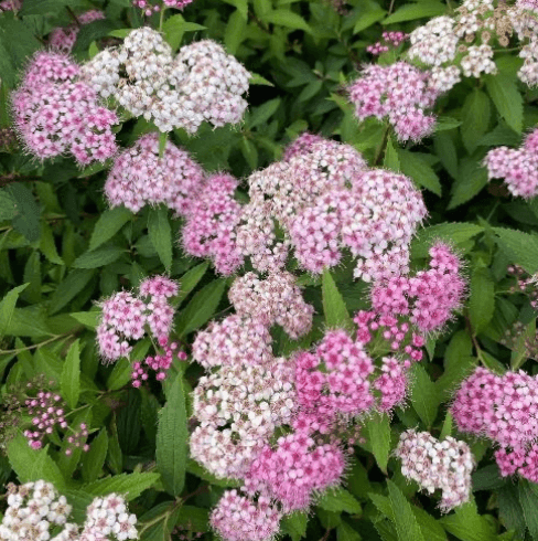 Спірея Широбана С2