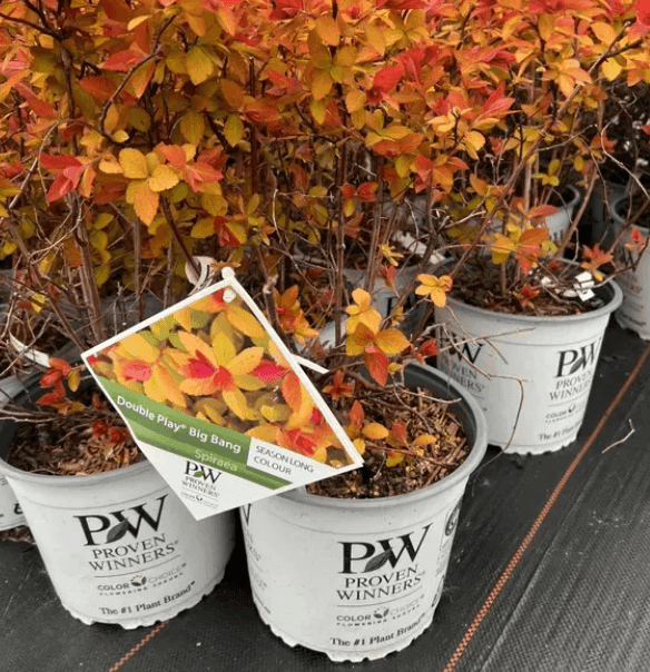 Спірея Double Play Big Bang C2