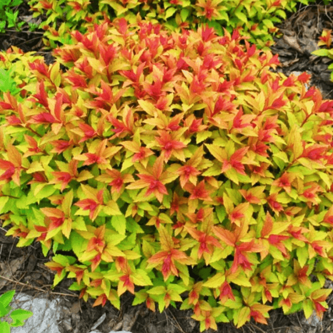 Спірея японська Gold Flame C2