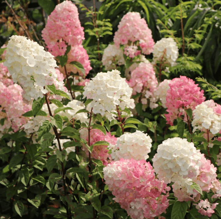 Гортензія волотиста Sundae Fraise