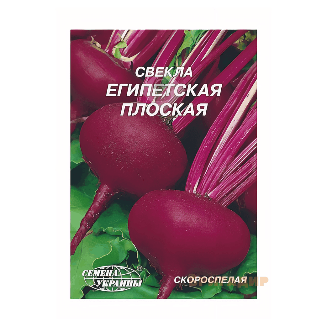 Буряк Єгипетський плоский