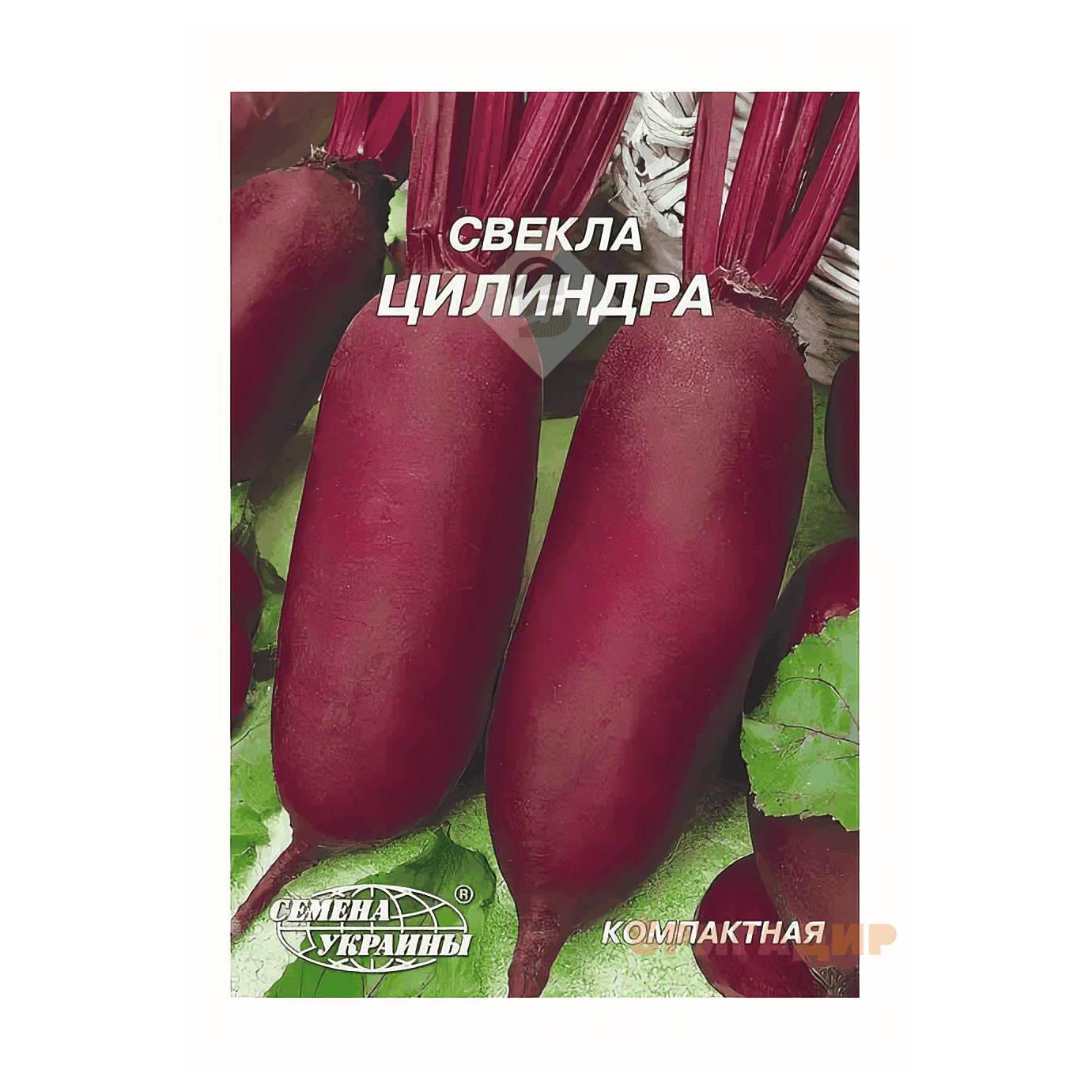 Буряк Циліндра