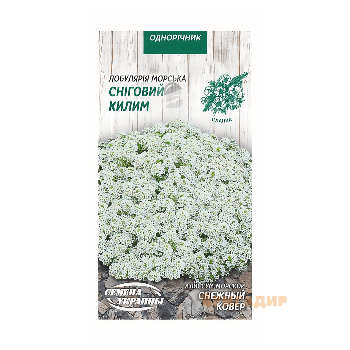Аліссум Сніговий килим