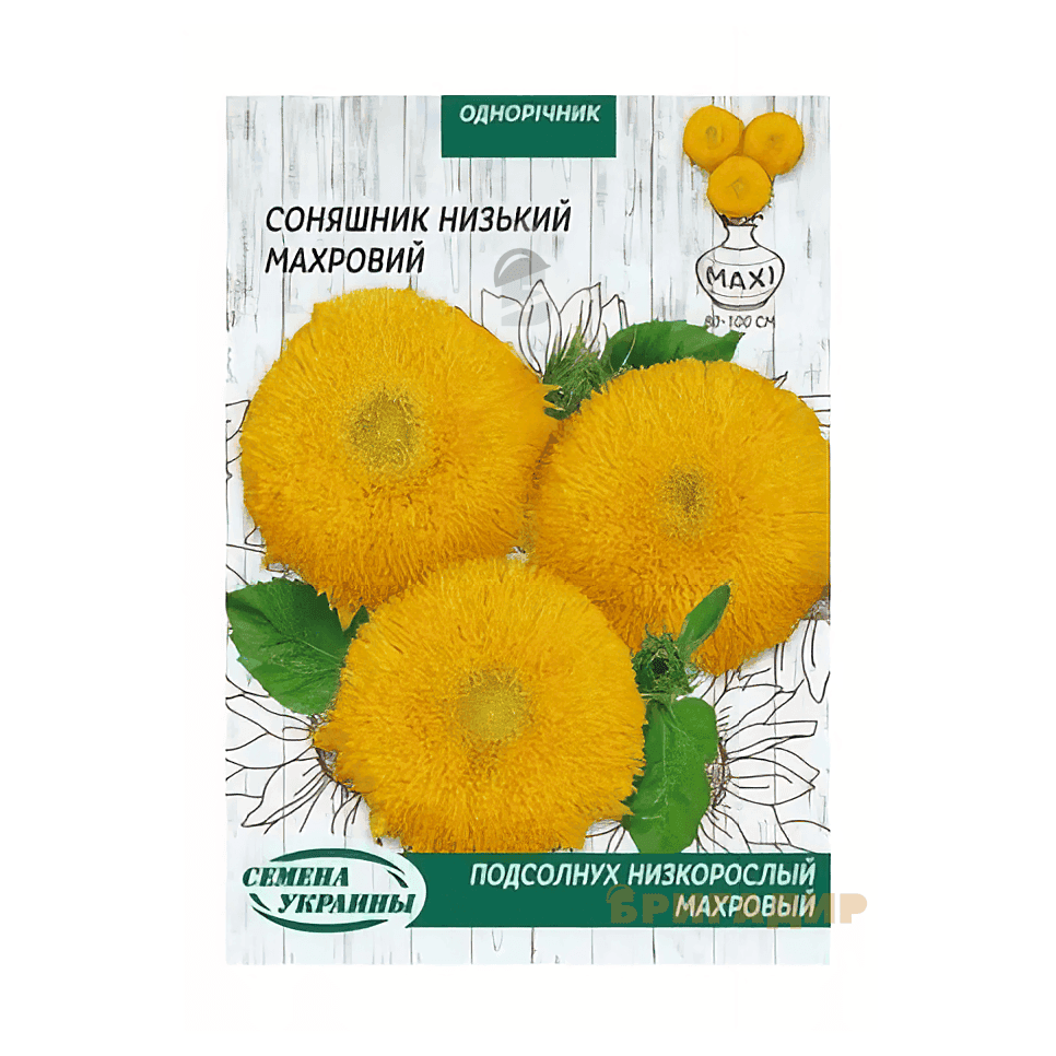 Соняшник низькорослий Махровий жовтий